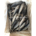 Frozen bonito tuna fish price on sale, tuna for canned